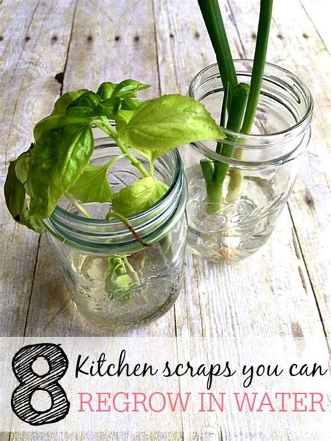 8 Kitchen Scraps You Can Regrow In Water Plants You Can Regrow
