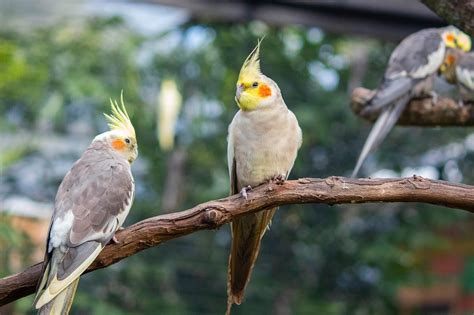 cockatiel