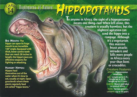 hippopotamus weird  wild creatures wiki fandom