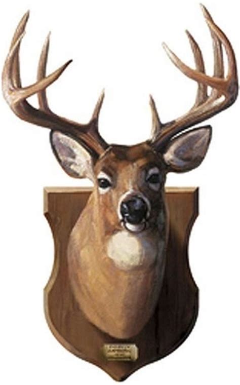 deer head mount gsa gifts  guys wall murals