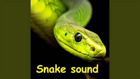 exotic snake hissing sound youtube