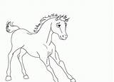Stallion Cimarron Getcolorings Paarden Lineart sketch template