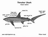 Shark Thresher Coloringbay Sharks sketch template