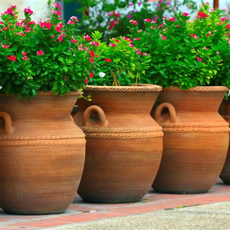 large plant pots outdoor