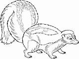 Coloring Ferret Footed Getcolorings Baby sketch template