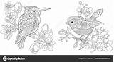 Kingfisher Antistress Zentangle Canary Depositphotos Freehand Sybirko sketch template