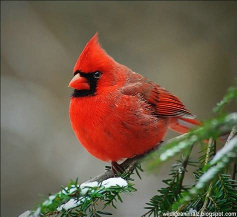 cardinal  beautiful red birds  america  wildlife