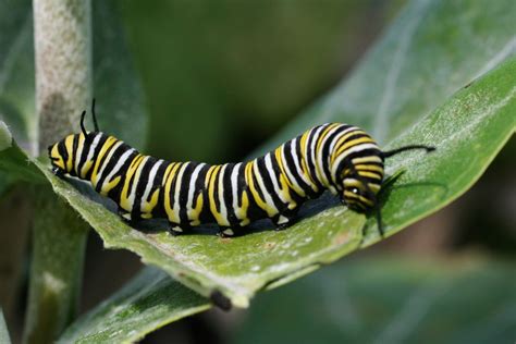 fascinating facts  caterpillars