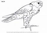 Falcon Peregrine Draw Drawing Step Bird Prey Animals Necessary Improvements Finally Finish Make Tutorials sketch template