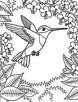 Hummingbird Chinned Coloringbay sketch template