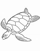 Turtle Sea Coloring Pages Drawing Leatherback Printable Turtles Line Print Green Realistic Color Loggerhead Animals Baby Hawksbill Swimming Clipart Cartoon sketch template