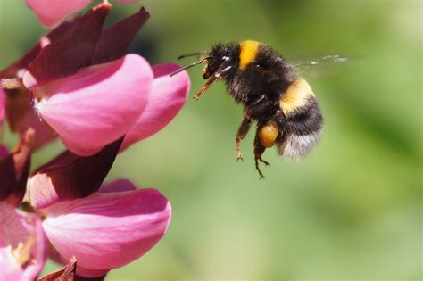 bumblebee control  spray   home yard  garden
