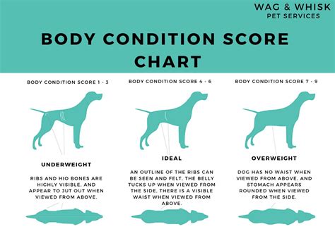 find   dogs body condition score wag whisk