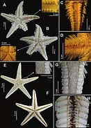 Afbeeldingsresultaten voor Astropectinidae Wikipedia. Grootte: 131 x 185. Bron: www.researchgate.net