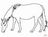 Coloring Horse Pages Quarter American Grazing Drawing Printable sketch template