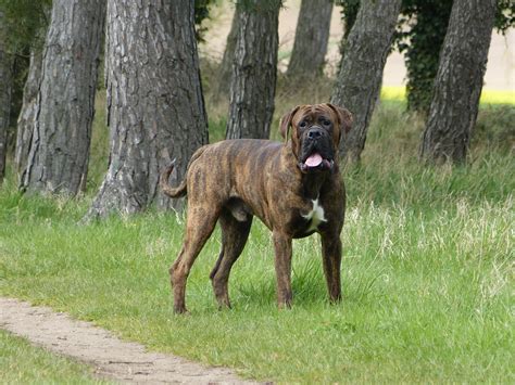Bullmastiff Wallpapers High Quality Download Free