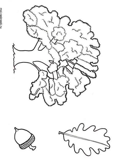 oak tree coloring pages  kids  printable oak tree coloring pages