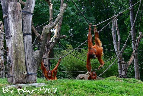 die  utans aus dem pongoland im zoo leipzig foto bild tiere