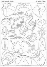Haeckel Ernst Fishes Teleostei sketch template