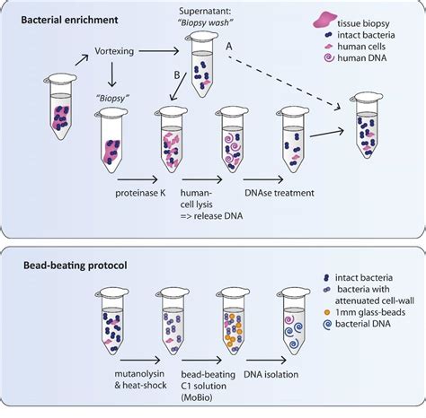 schematic drawing  dna isolation protocol strategy