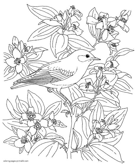 bird colouring book coloring pages printablecom