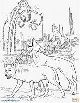 Coyote Coloring Pages Howling Getcolorings sketch template