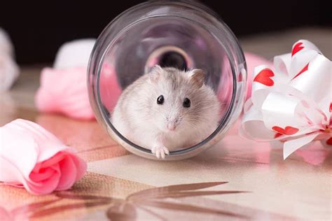 How Long Does A Hamster Live Hamster Lifespan Hamster Care Guide
