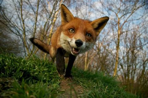 cunning   fox nature pinterest