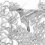 Hummingbird Zentangle Beija Stylized Gestileerd Estilizado Stockillustratie Ilustração Antistress Sybirko sketch template