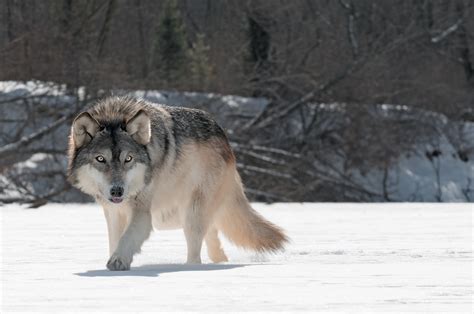 grey wolf  geoffrey kuchera