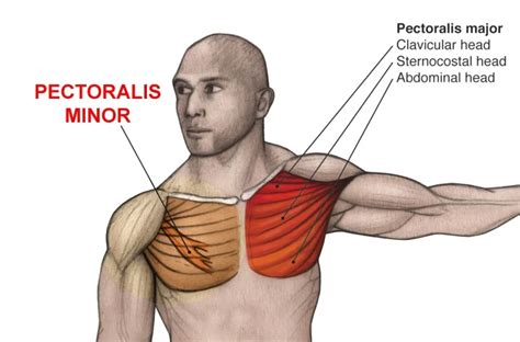 chest muscles anatomy function pectoral muscles
