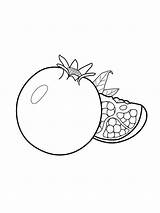 Pomegranate sketch template