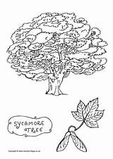 Tree Sycamore Colouring Coloring Trees Pages Print Leaf Drawing Activityvillage Become Member Log Book Choose Board Village Activity sketch template