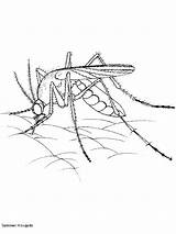 Mosquito Coloring Pages Kids Color Printable Bestcoloringpagesforkids Gif sketch template