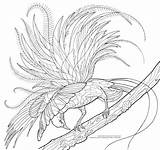 Raggiana Birding Enthusiasts sketch template