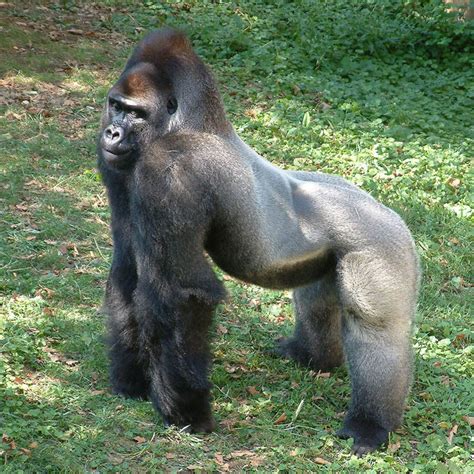 remarkable photographs  gorillas twistedsifter