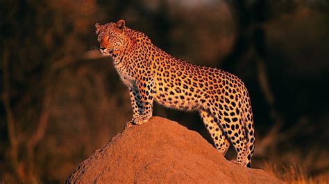 big cats leopards rare gallery hd wallpapers