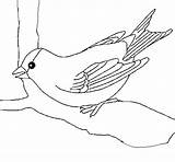 Sparrow Coloring Branch Coloringcrew Birds sketch template