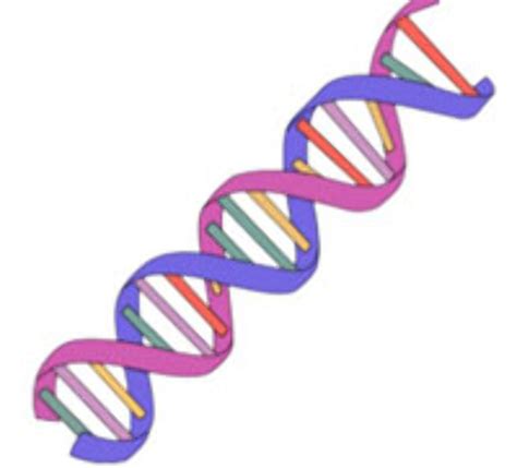 high quality dna clipart simple transparent png images art