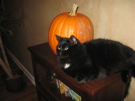black cat halloween wallpaper wallpapersafari