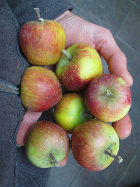 thinning fruit  apple trees gardenerd