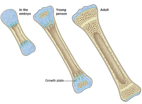 bbc gcse bitesize bone growth