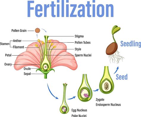diagram showing fertilization  flower  vector art  vecteezy