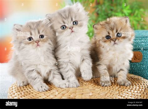 persian cat  kittens sitting     stock photo alamy