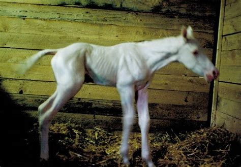 gen ethics  breeding horse breeds equines horses