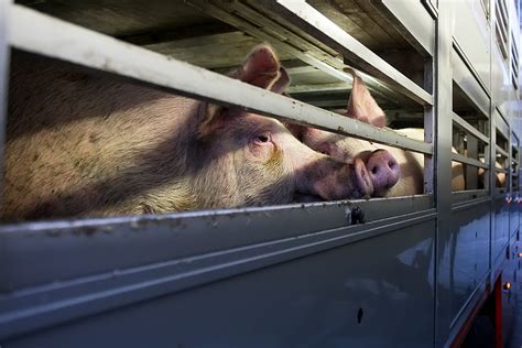 klacht bij nvwa  varkenstransport boerderij