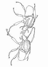Sparring Escarabajos Luchando Vechtende Kevers Scarabei Combattimento Schoolplaten Designlooter Dibujo 87kb 750px sketch template