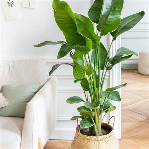 quelle plante dinterieur pour mon salon  varietes ideales plantes