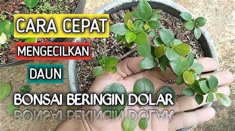 ide kreatif  mengecilkan daun bonsai beringin dolar gaya ozem