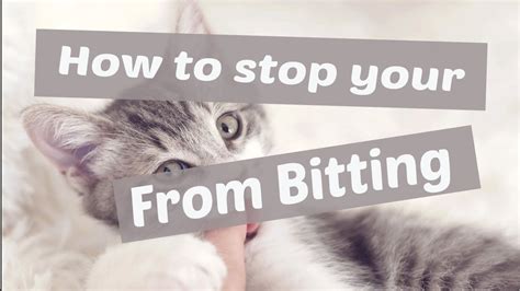 stop  cat  biting   treat  cat bite pet